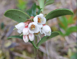 цветы брусники