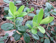 лист брусники