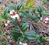 цветущая брусника